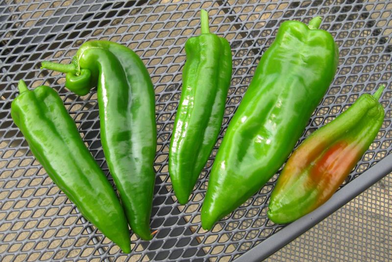 Home Grown Peppers
